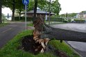 Baum auf Fahrbahn Koeln Deutz Alfred Schuette Allee Mole P562